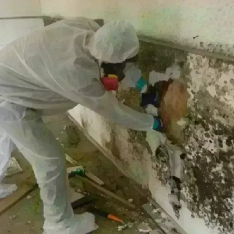 Mold Remediation and Removal in Pawnee County, NE